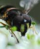 Dasysyrphus tricinctus